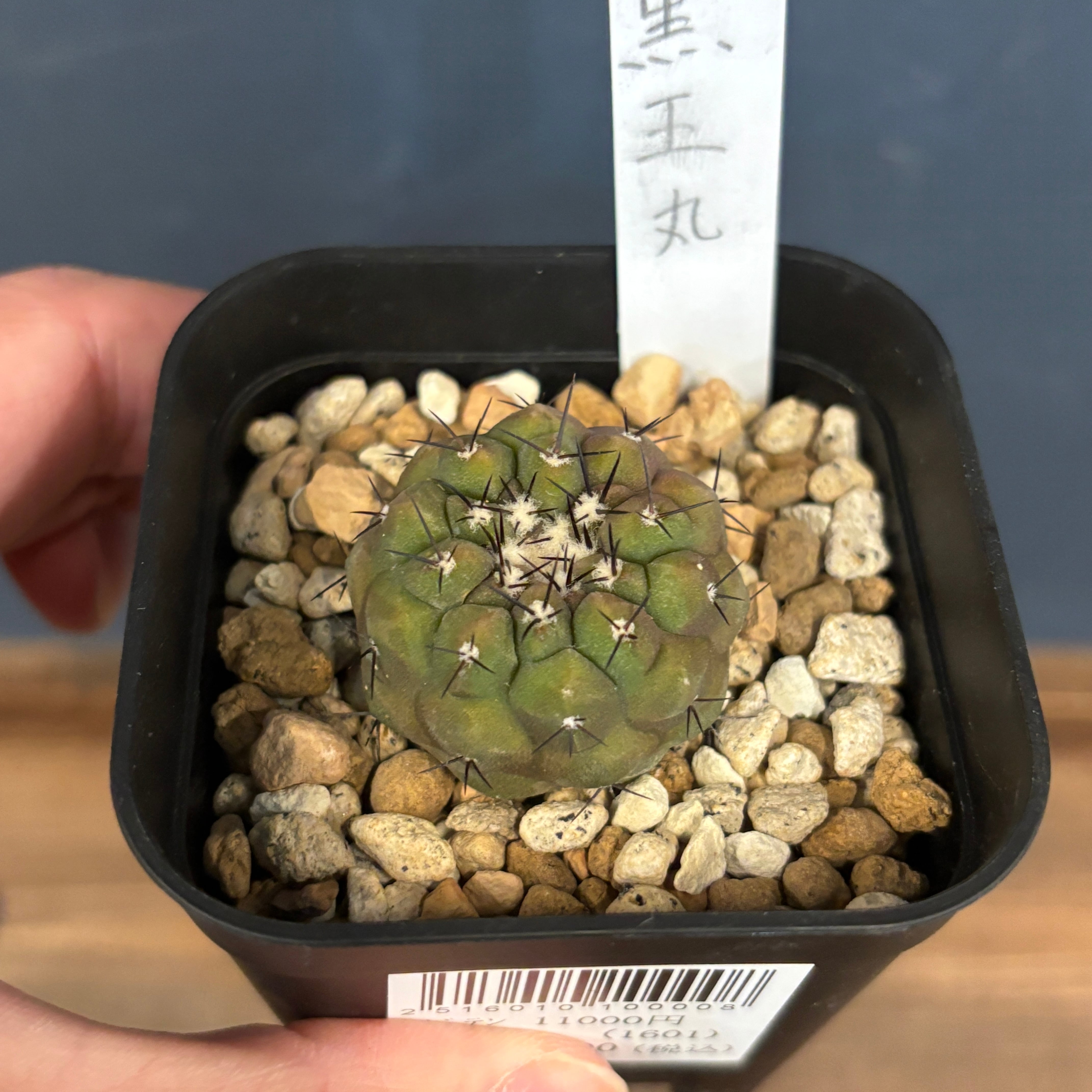 サボテン コピアポア 黒王丸【017】 | PROTOLEAF プロトリーフ