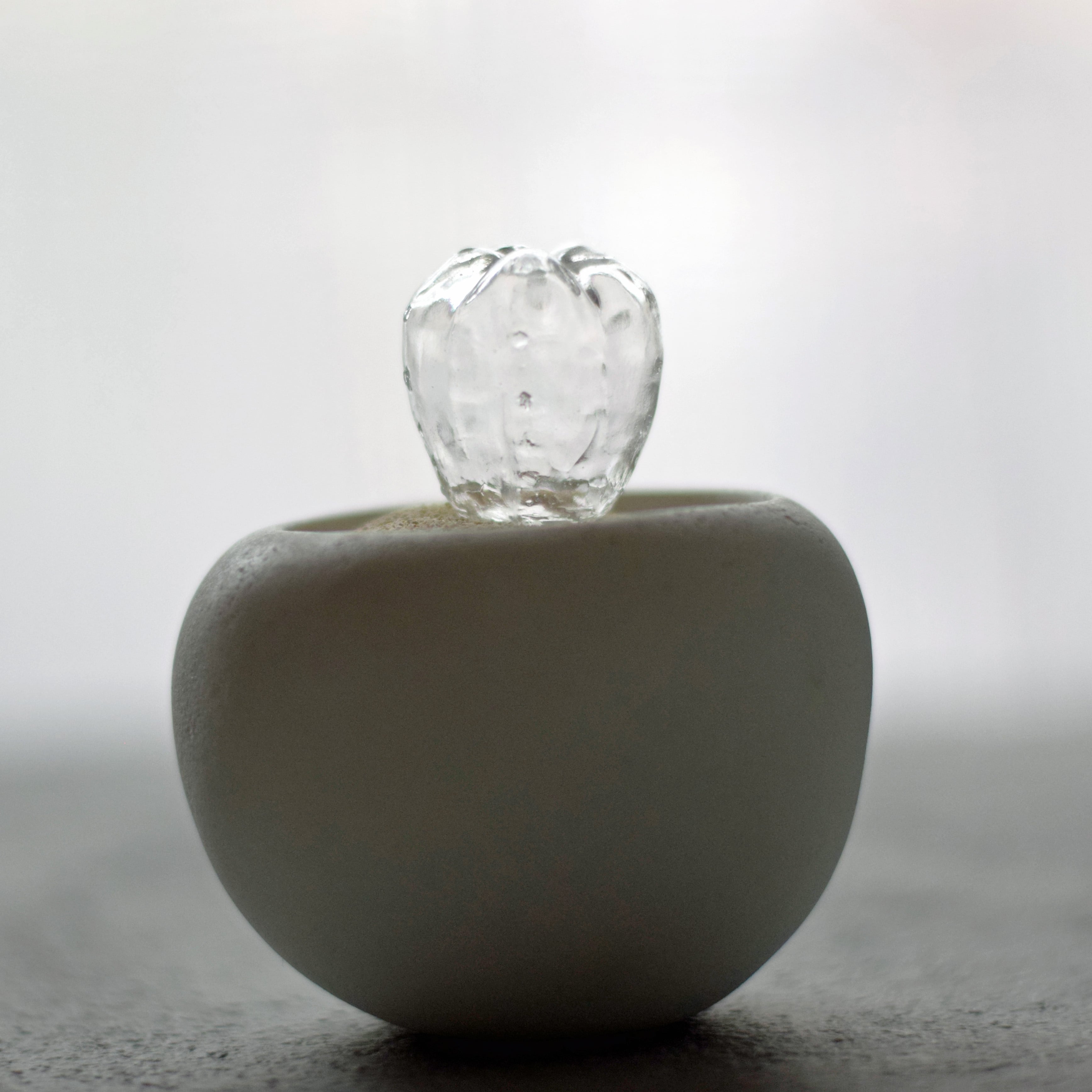 透明サボテン 006 a（ミニサボテン） | Sabotensi