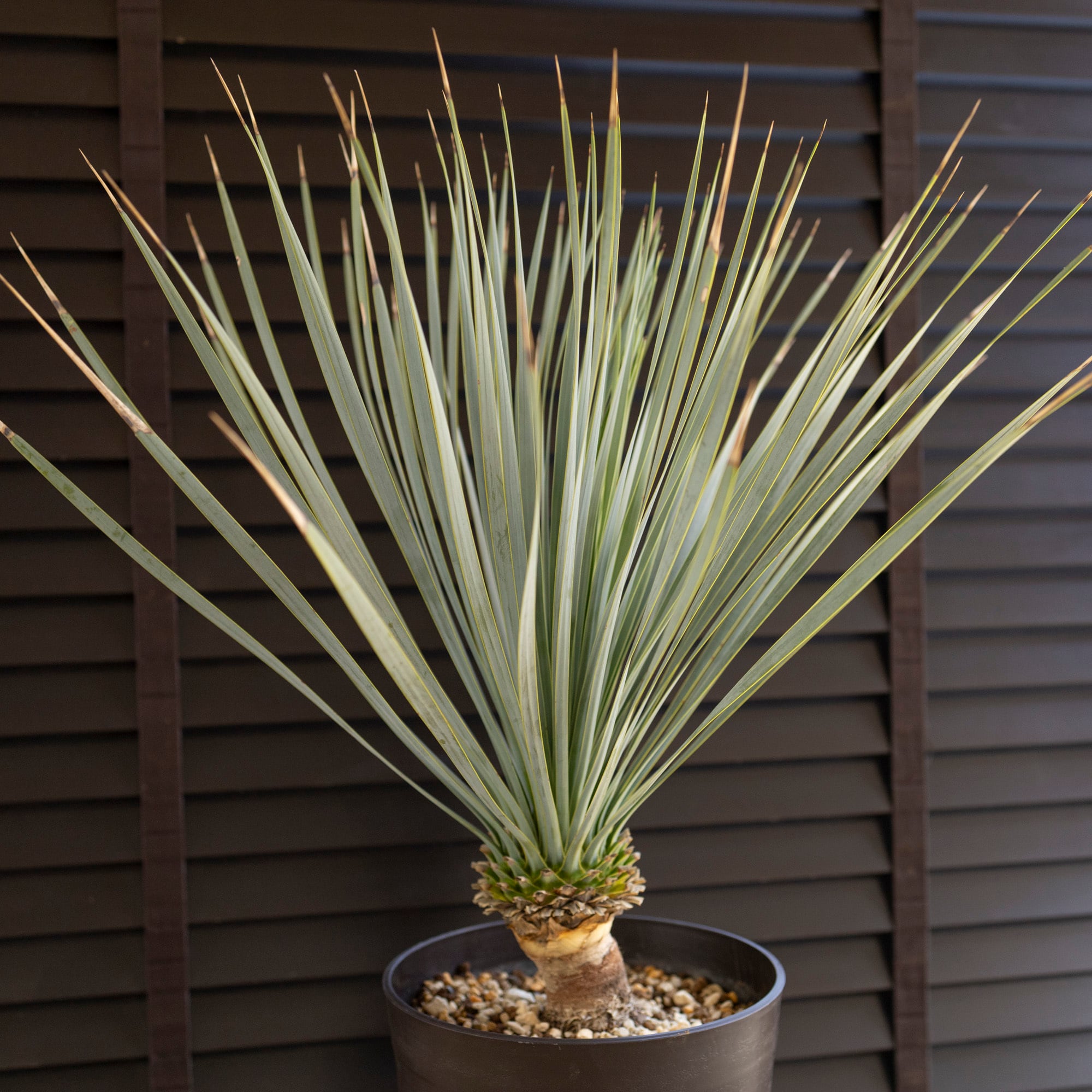 ユッカ ロストラータ Rostrata 7号 株立ち 観葉植物 細葉 ドライ