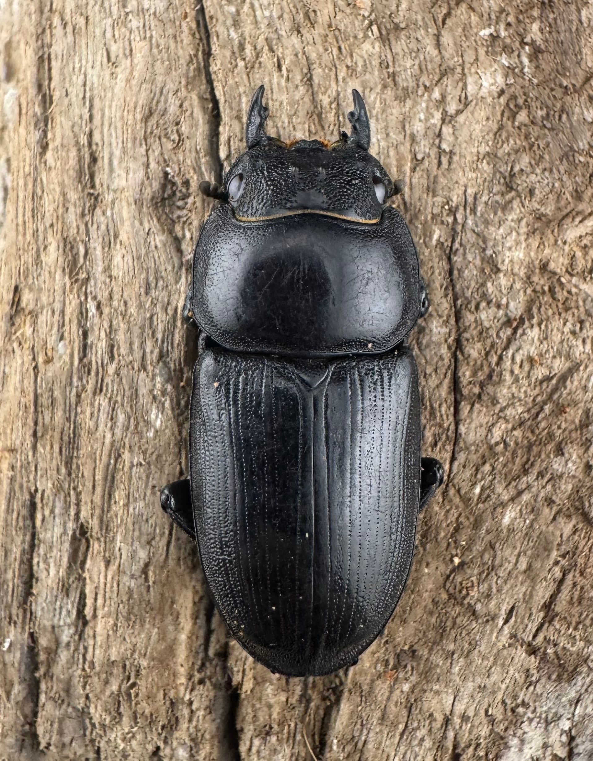 WD】《オオクワガタ 遼寧省産 58mm A'品ペア》 | KPW公式オンライン