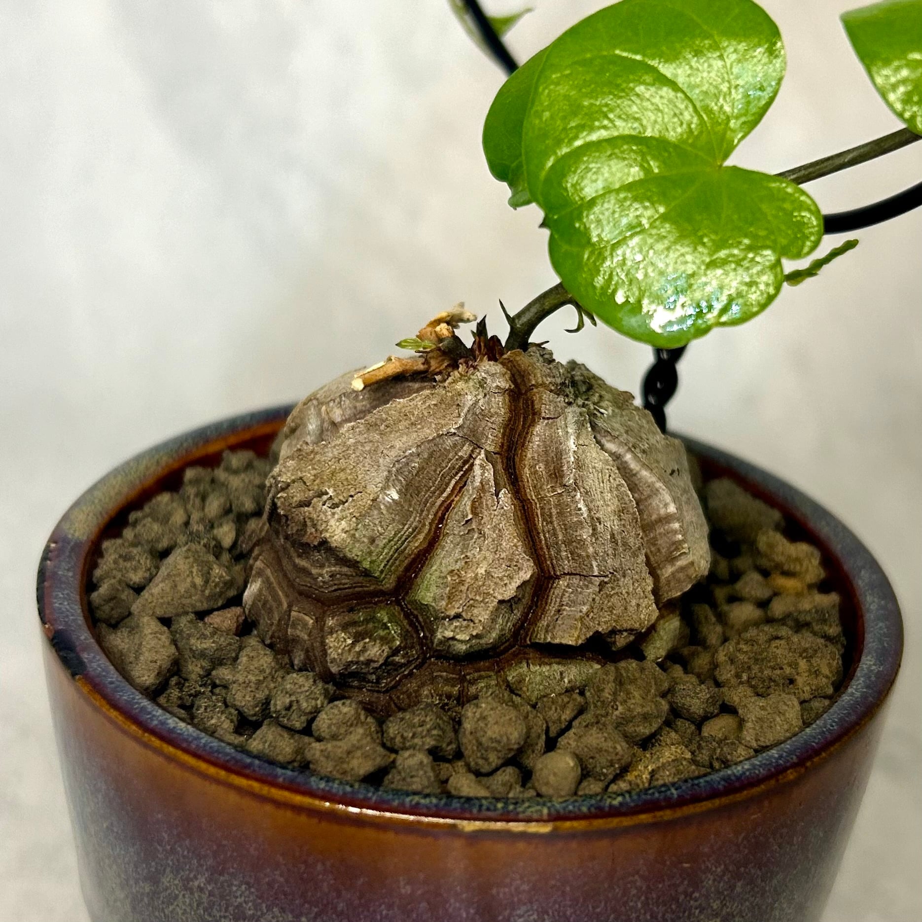 亀甲竜 (鉢入り) 5cm越え バキボコ割れ ディオスコレア 塊根植物 | PLARE