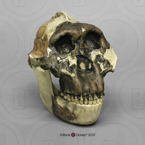 Australopithecus boisei Skull OH 5 (Zinjanthropus) - Bone Clones