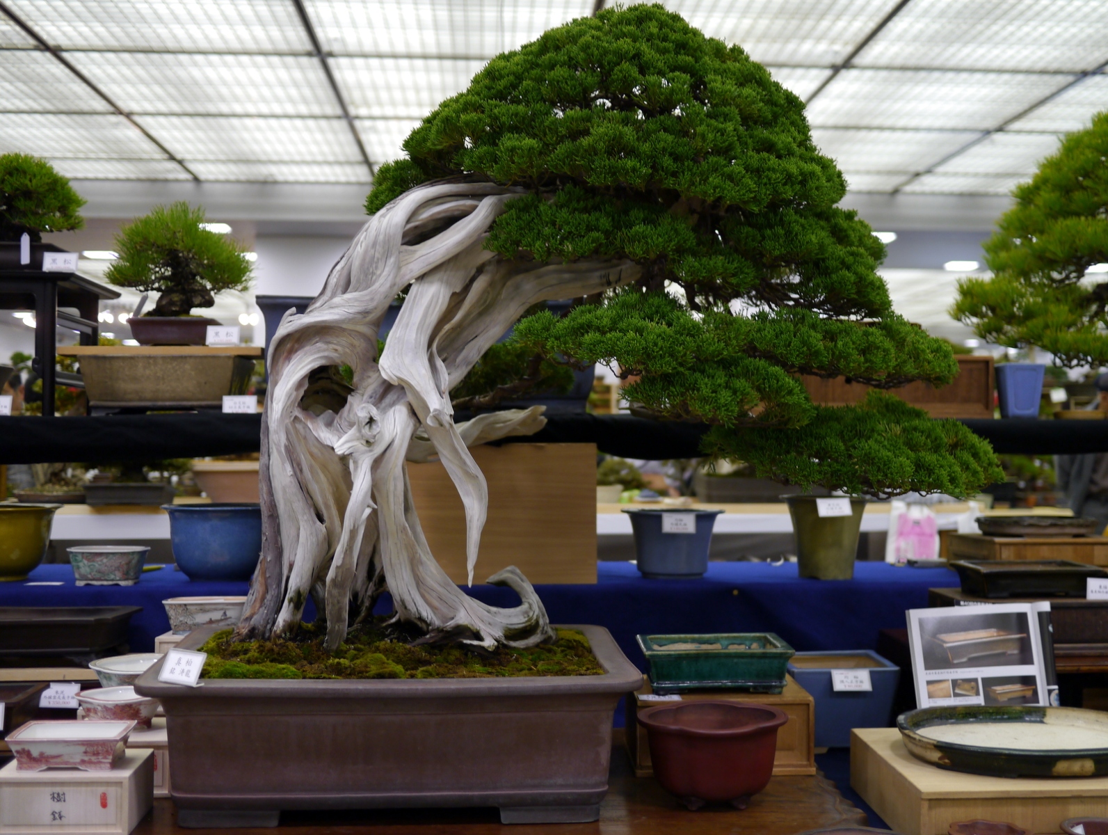 真柏 Chinese Juniper - 盆栽日本 Bonsai Japan