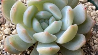 多肉植物 エケベリア ピーチスアンクリーム｜ぼたねこかふぇ