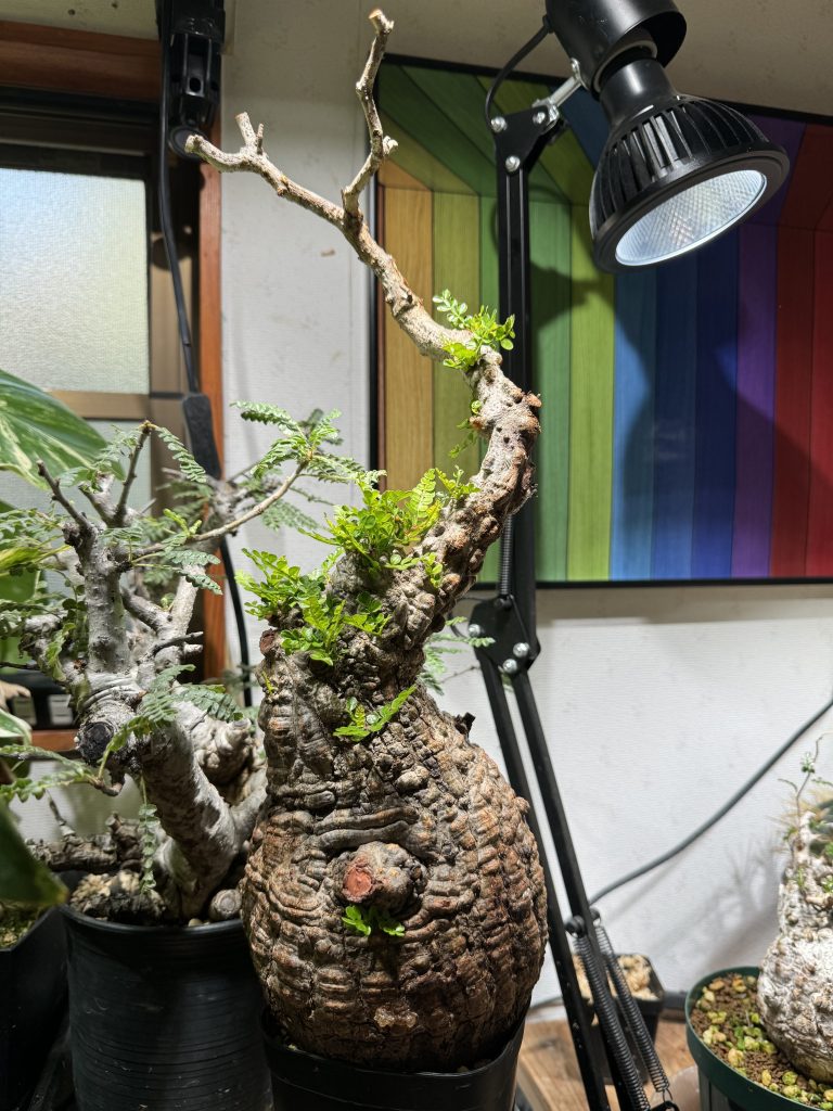 ヤフオク植物返品】オペルクリカリア・パキプスに穴が空いていた件