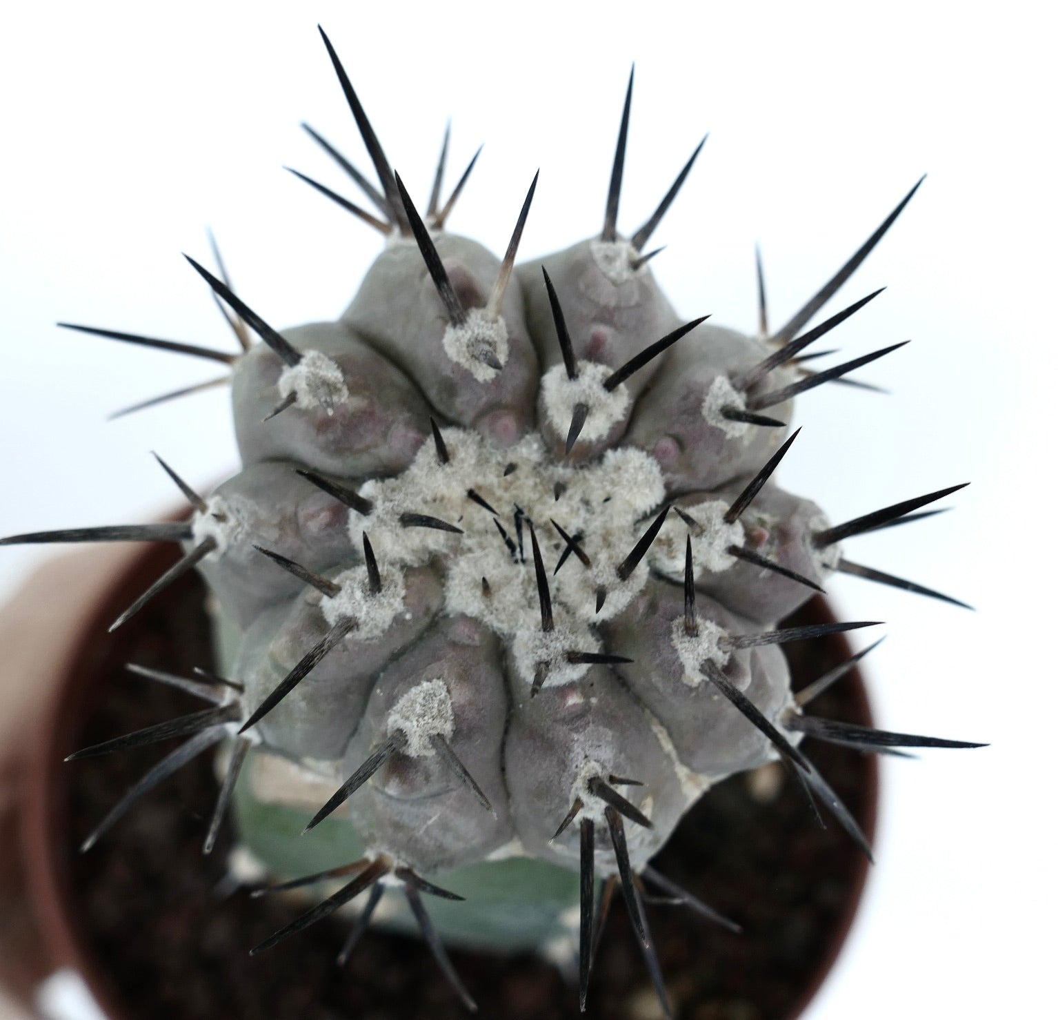 Copiapoa cinerea | Botanical Archive | Rare Grafted | Buy now From Us