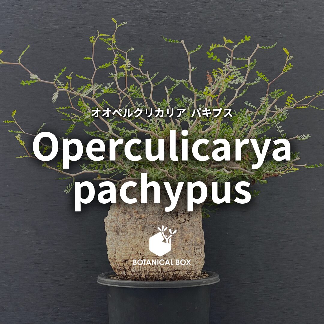 オペルクリカリア パキプス ｜ 荒野に君臨する塊根植物の王 | 植物で