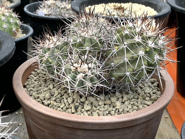 サボテン 青紫白世界3コン サボテン 青紫白世界3コン サボテン 青紫白世界