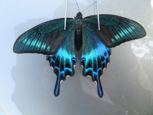 ミヤマカラスアゲハ夏型を求めて北海道採集行 - 2025年7月 ～ ヒグマに