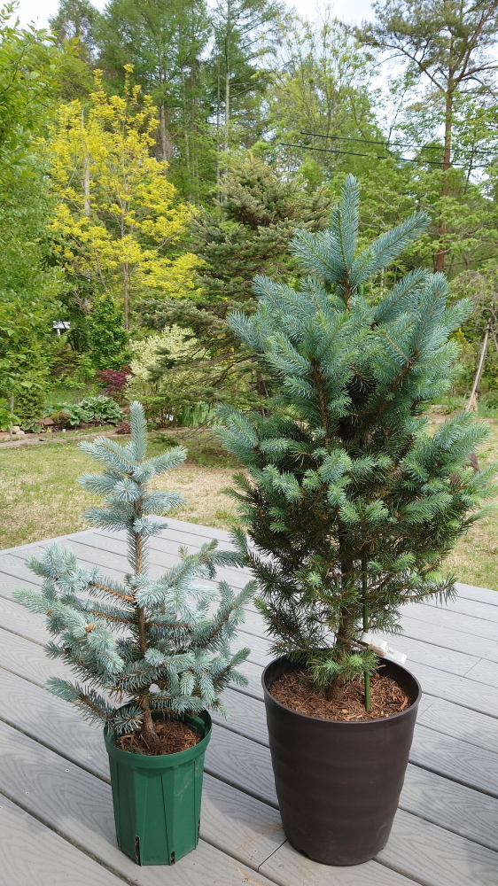 ホプシーとスーパーブルーが来た！ | Shades of Foliage