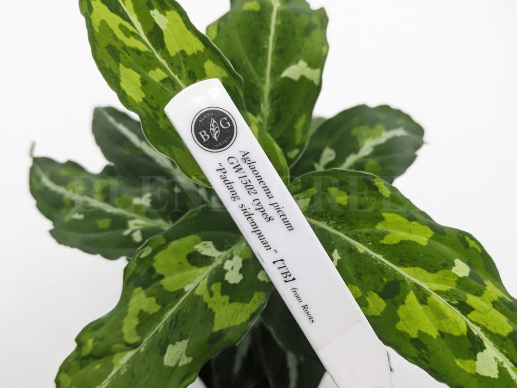 Aglaonema pictum GW1502 type8 