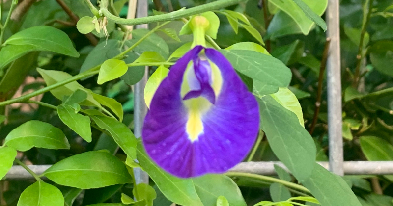 タイのチョウマメの花 アンチャン（搾り汁の話）