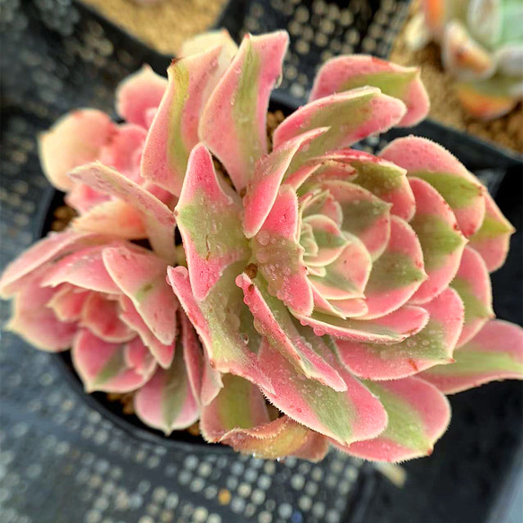 多肉植物アエオニウム錦❤️ ブードゥー糸引き錦 ❤️1大頭14-16cm拔き