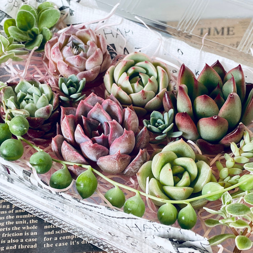 多肉弁当】カット苗セット ＋ 「何が入るかお楽しみ♫ 1苗」寄せ植え