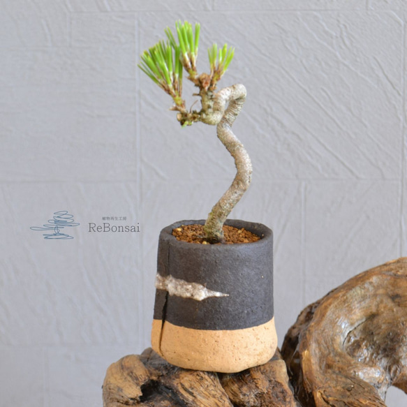 インテリア盆栽「黒松 半懸崖」 盆栽 ReBonsai 通販 13956882｜Creema