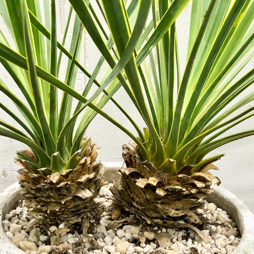 ダブルヘッド ユッカ ロストラータ アンティークテラコッタ その他