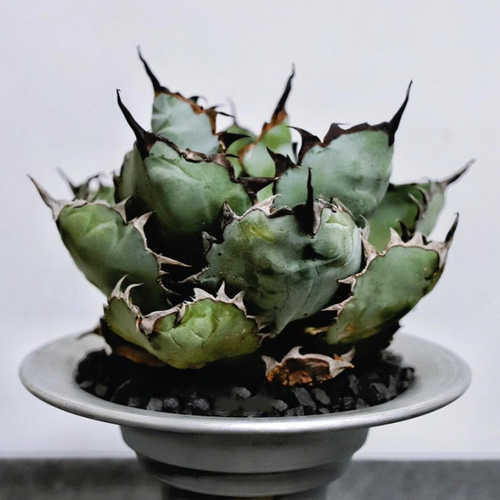 3厳選中株 アガベ チタノタ BB/ブラック&ブルー/ブラックアンドブルー