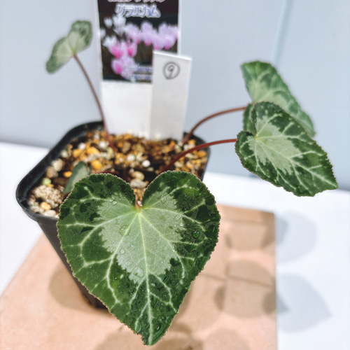 原種シクラメン♡ グラエカム⑨ アートフラワー Little Garden 通販