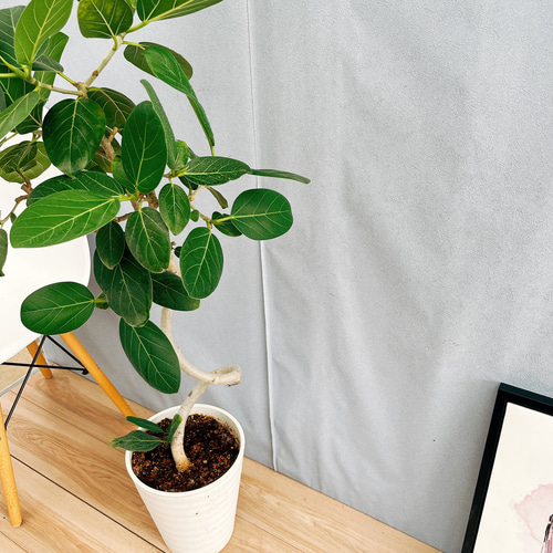 現品］83番 フィカス ベンガレンシス 曲がり 螺旋 8号 観葉植物 室内