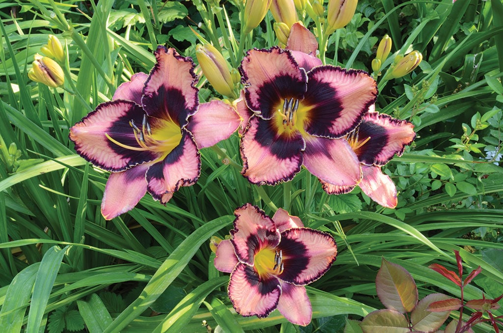 Daylilies to delight | Cape Cod LIFE