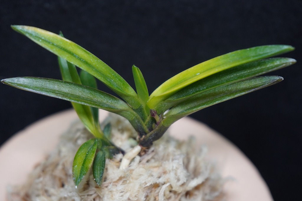 ◇◇ 富貴蘭 金牡丹③ ◇◇ 富貴蘭黒牡丹→金牡丹？？