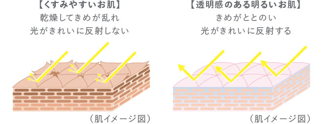 セルニュープラス モイスチュアミルク B12｜セルニュープラス公式