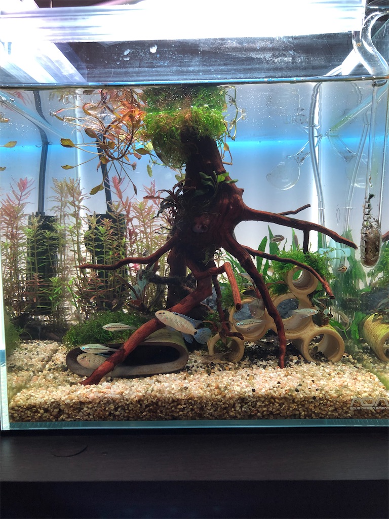 今年1年を振り返り〜30キューブ〜 - どうなる？メダカ日記