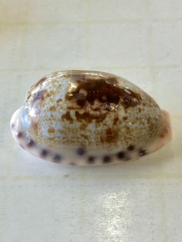 海で見かける】エビスガイ【食べられる貝】 - てれさの雑記