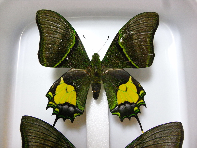 オウゴンテングアゲハ - 飛ヶ市博物誌