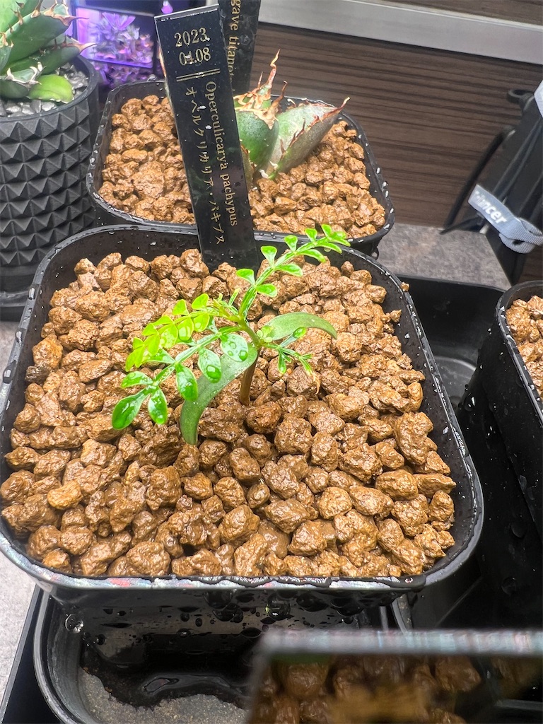 オペルクリカリア・パキプスの実生記録・管理方法【実生3ヶ月まで