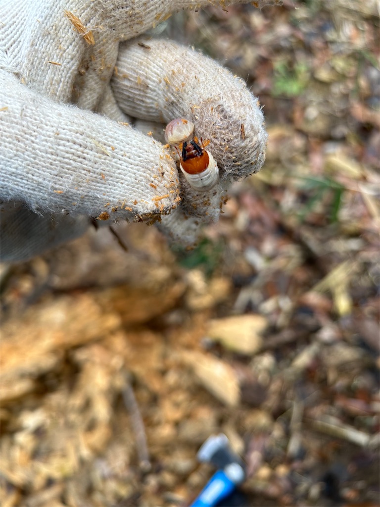 オオクワガタ材割採集(リベンジ編)2日目 - ざきの昆虫採集記