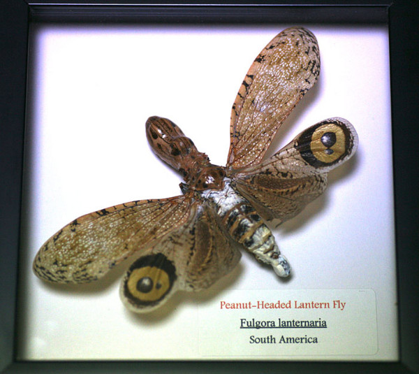 ユカタン・ビワハゴロモ - lithos Graphics web log