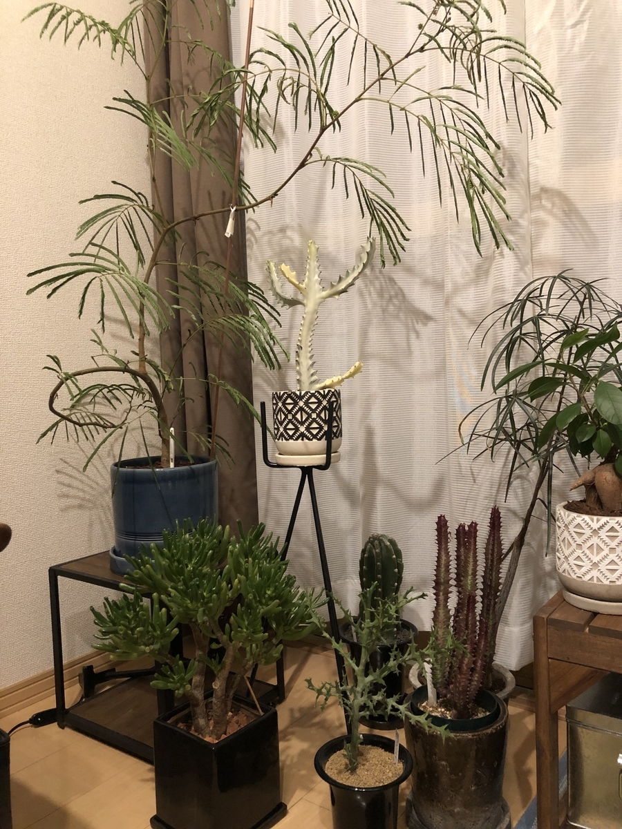 エバーフレッシュ を紐で縛る。仕立て直し。 - 駆け抜けて墓場まで