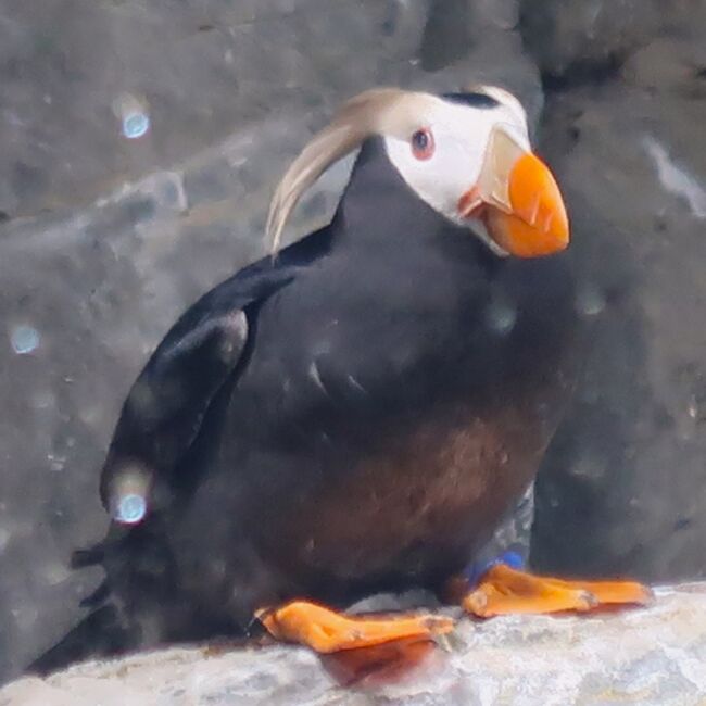 葛西臨海水族園-8 海鳥の生態 エトピリカ ☆ウミガラスの仲間－解説