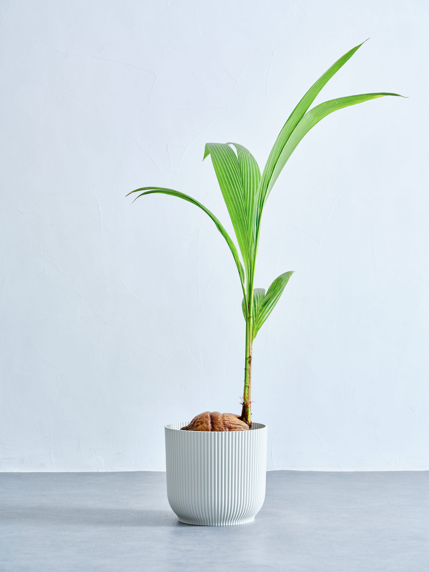 鉢カバー M elho vibes round25 ピンク｜花の仕入れを簡単に。花材の卸