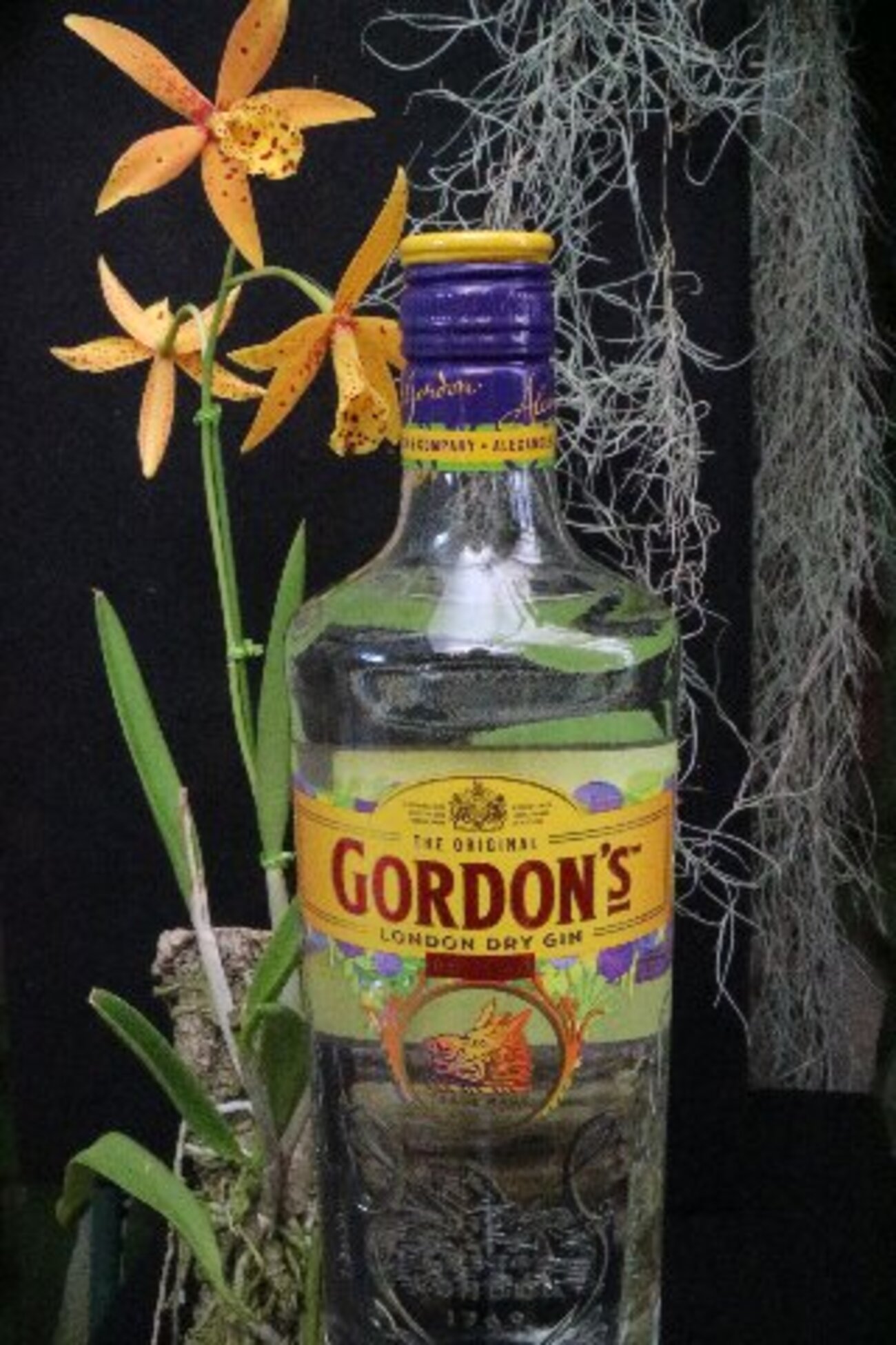 backend=imagemagick;version=1;