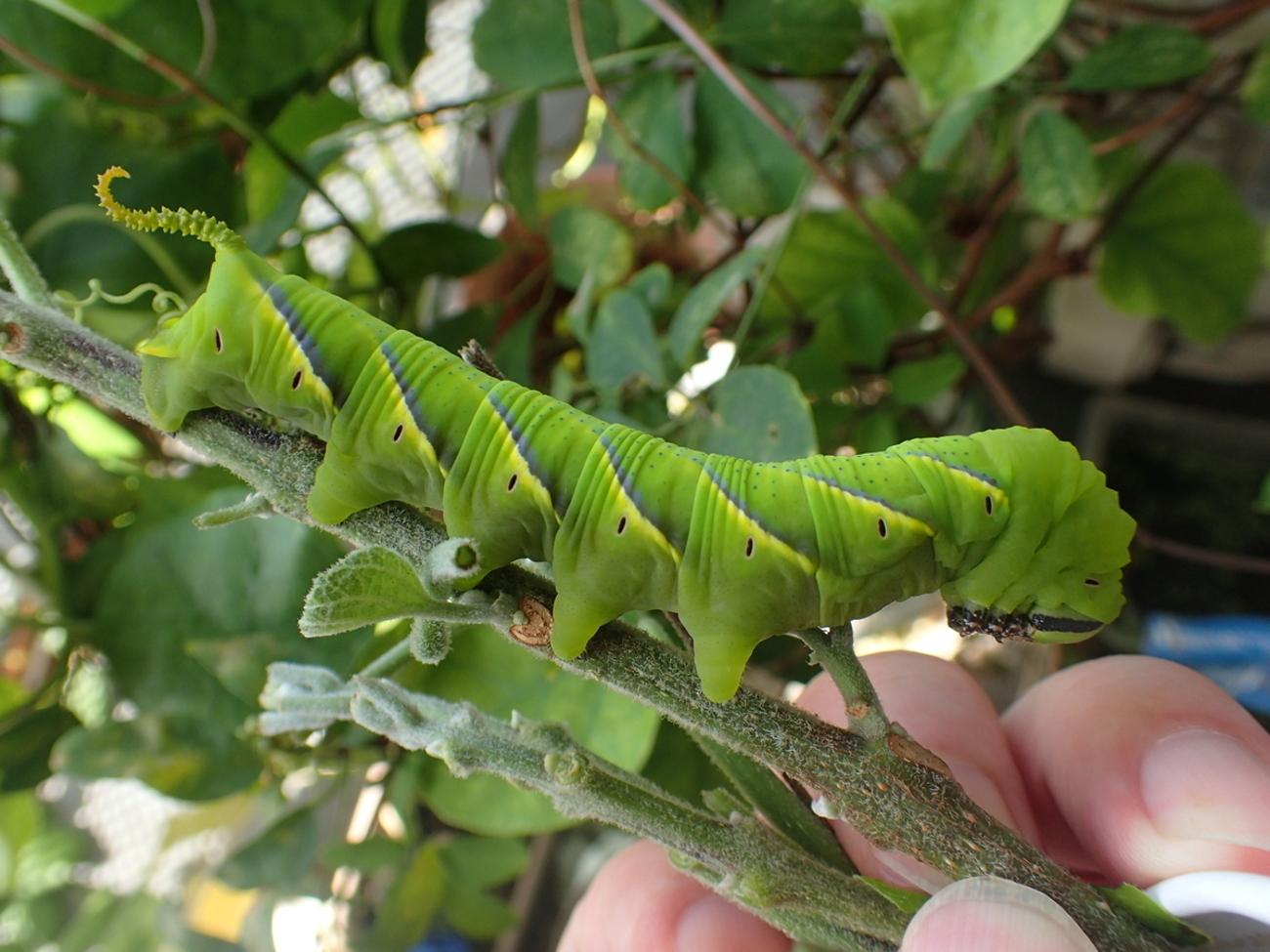 サイコ・ホラー映画「羊たちの沈黙」の陰の主役、ドクロ蛾ことメンガタ
