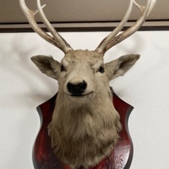 蝦夷鹿の中古が安い！激安で譲ります・無料であげます｜ジモティー