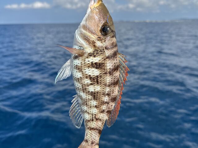 らいおん丸】予約・アクセス・割引クーポン - じゃらんnet