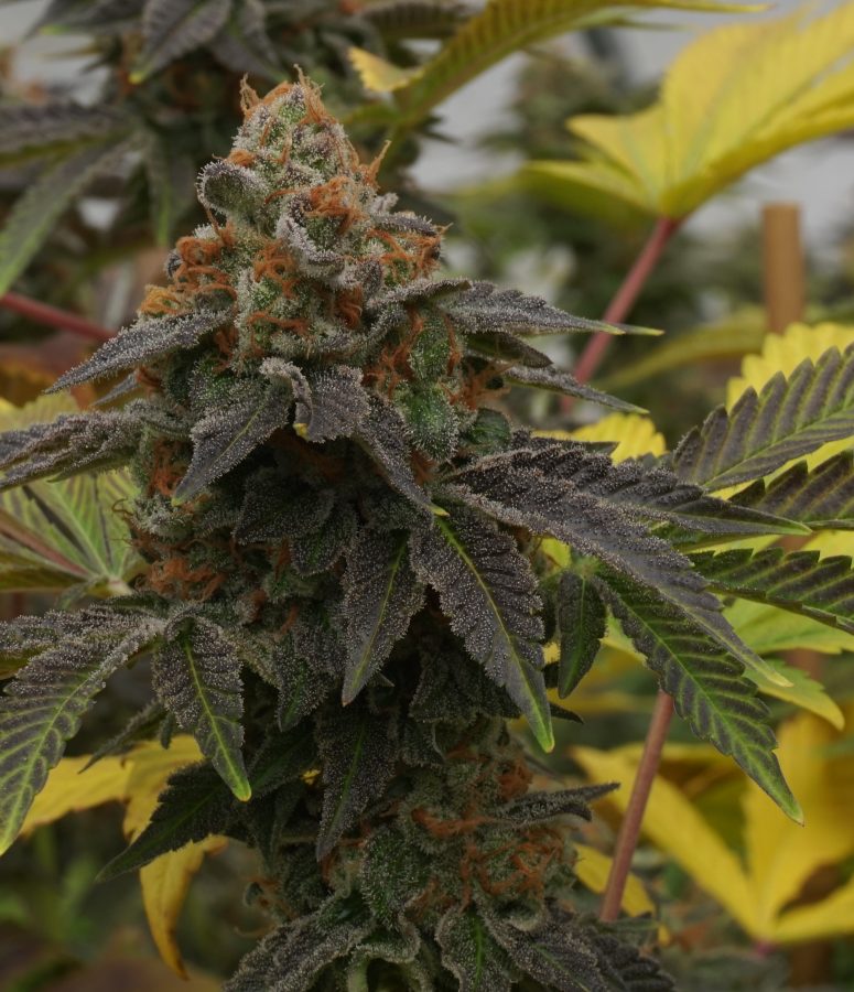 Sour Tangie (New420Guy Seeds) :: Cannabis Strain Info :: SeedFinder.eu