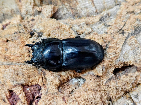 2026.2.2.新入荷!! – クワガタムシ・カブトムシ昆虫専門店COLORS