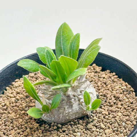 観葉植物 ブレビカウレ | 扁平なボディがキュートなパキポディウム