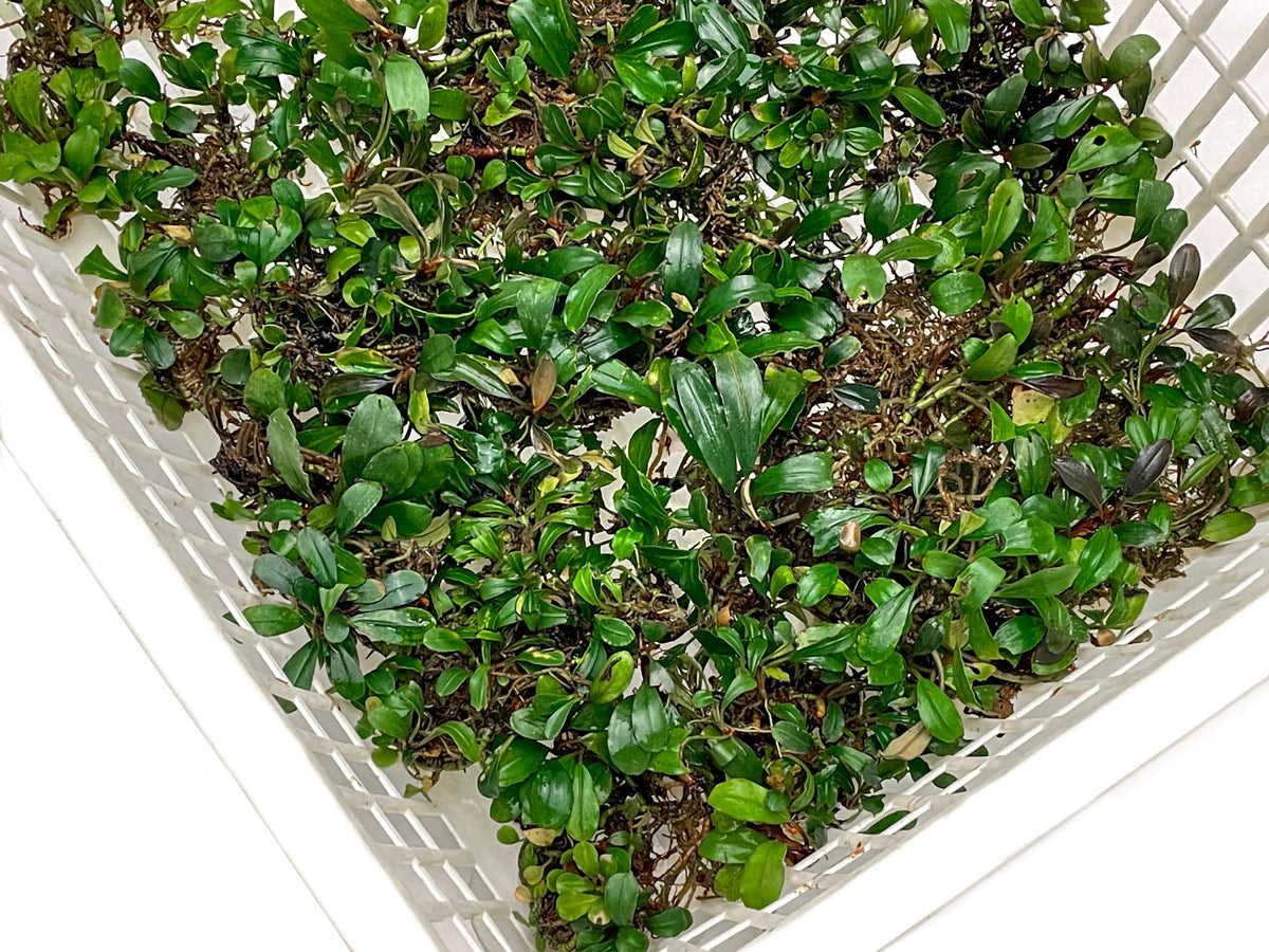 assorted-bucephalandra-basket-