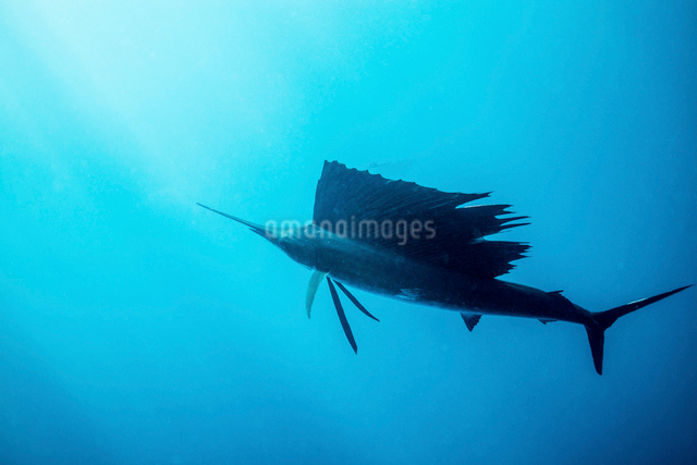 背びれを開くバショウカジキの写真素材 [FYI01505446] | ストック