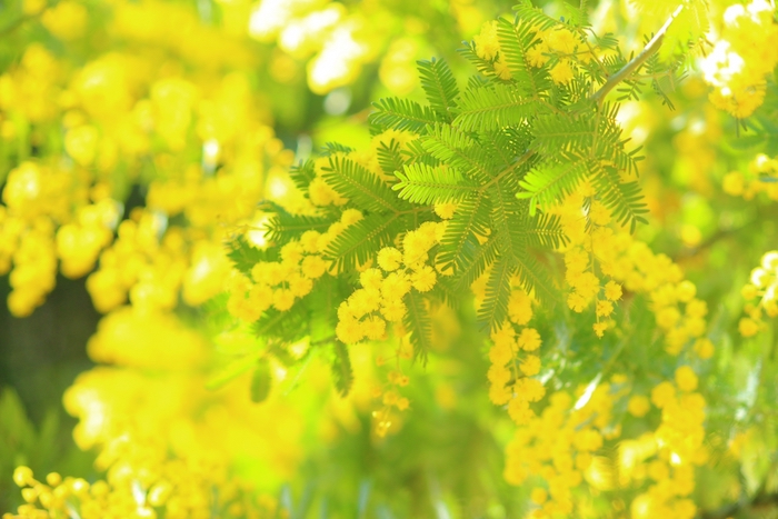 ミモザ（フサアカシア・ギンヨウアカシア）