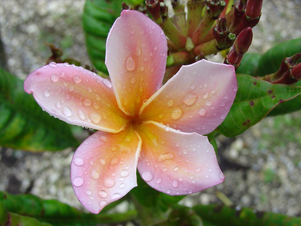 Bonnie Fox Plumeria