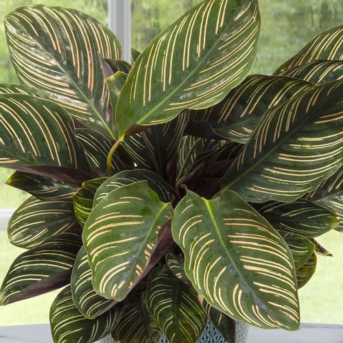 ZZ Plant - City Floral Garden Center - Denver Colorado