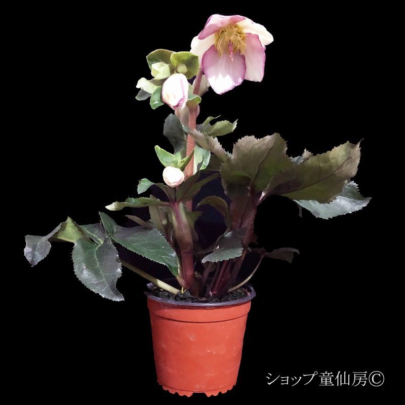 クリスマスローズ,童仙房ナーセリー＆ガーデンのクリスマスローズ,氷の