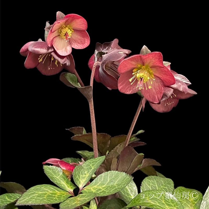 クリスマスローズ,童仙房ナーセリー＆ガーデンのクリスマスローズ,氷の