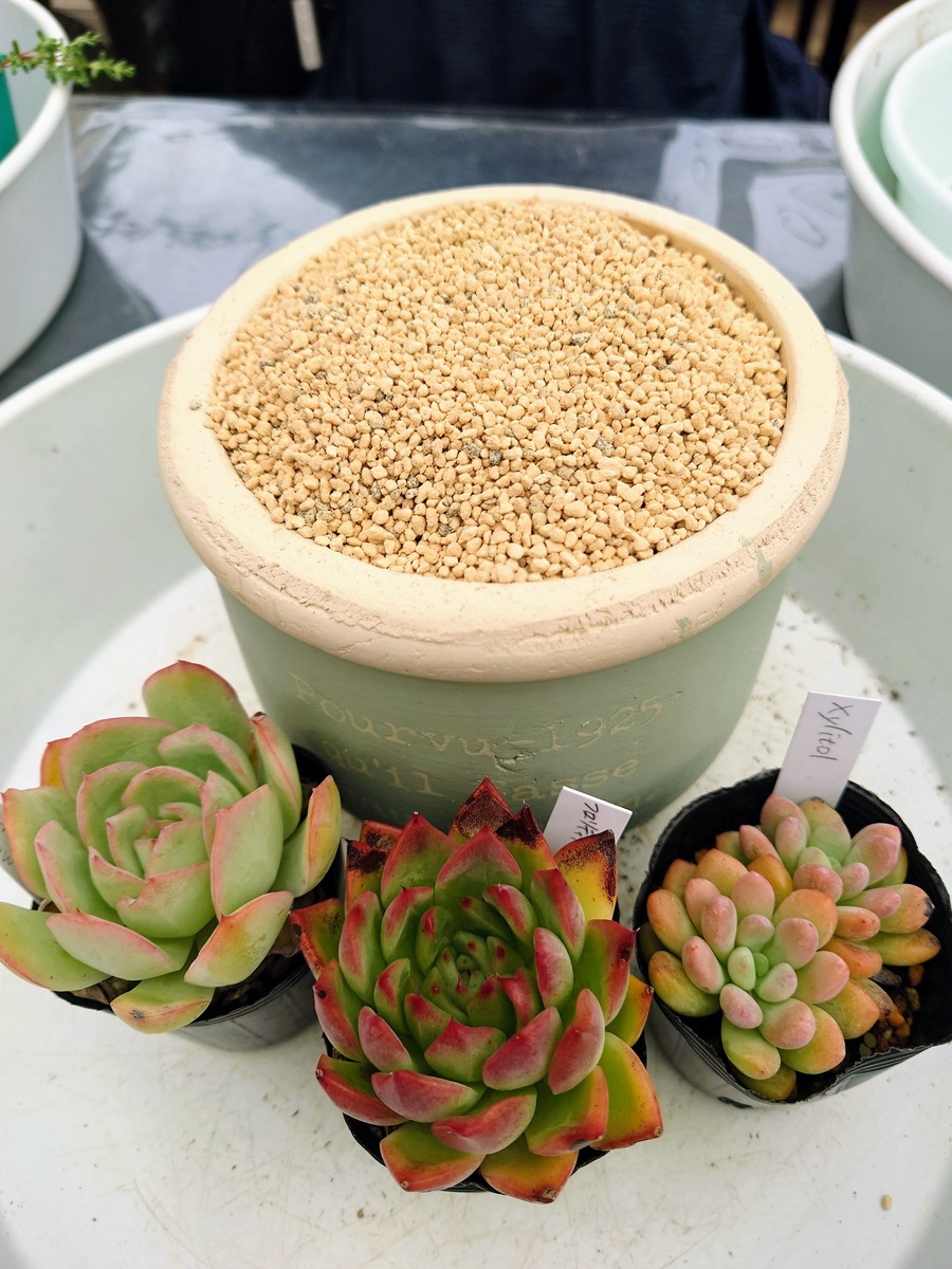 多肉植物寄せ植え | CAINZ DIY Square